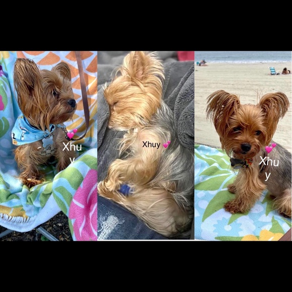My Little  fur baby XHUY........ 🐾🐾❤️❤️🐾🐾🐾❤️ - Picture 3 of 16